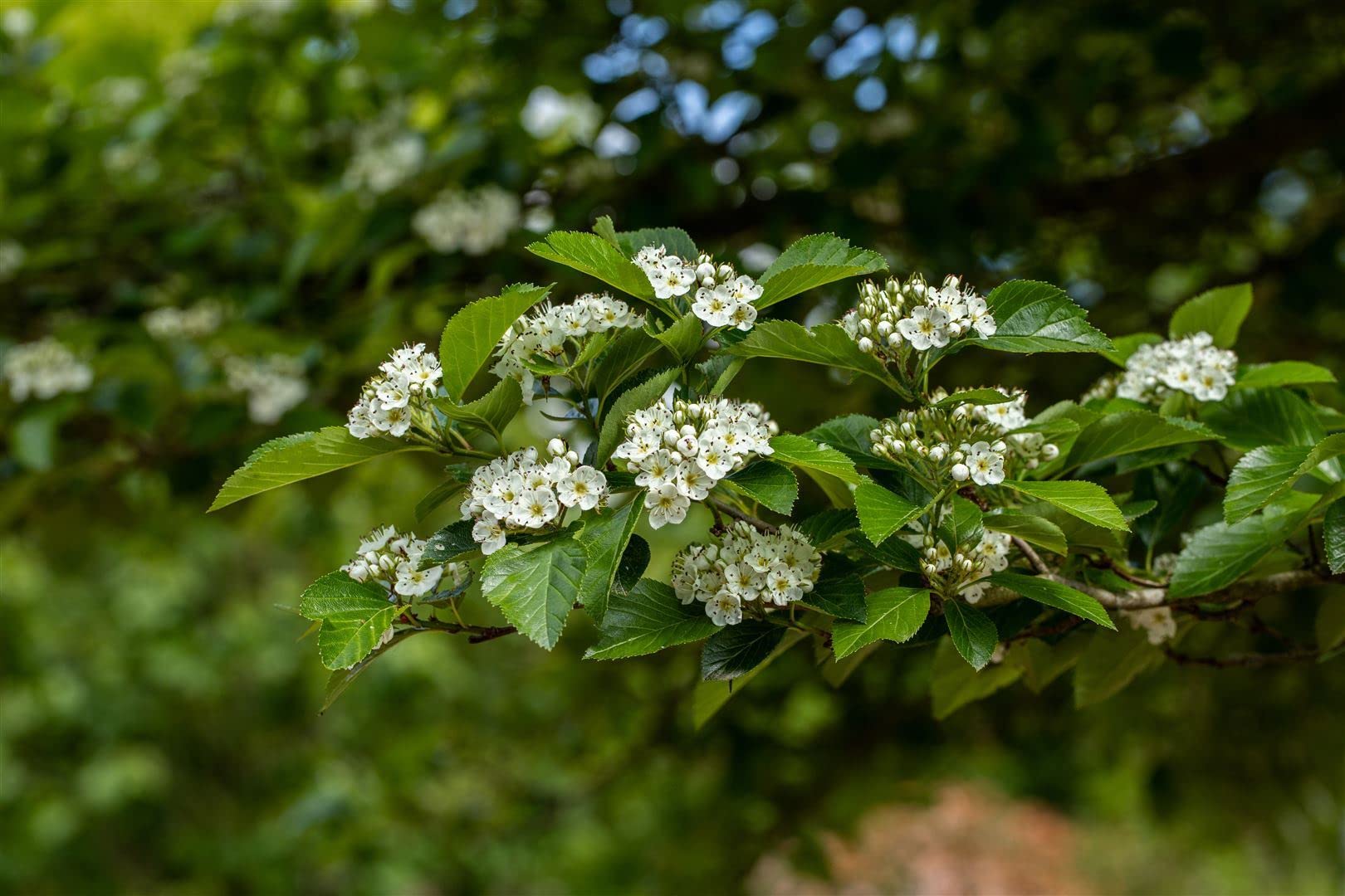 Lederblättriger Weißdorn Crataegus lavallei Carrierei 60-100 cm winterhart