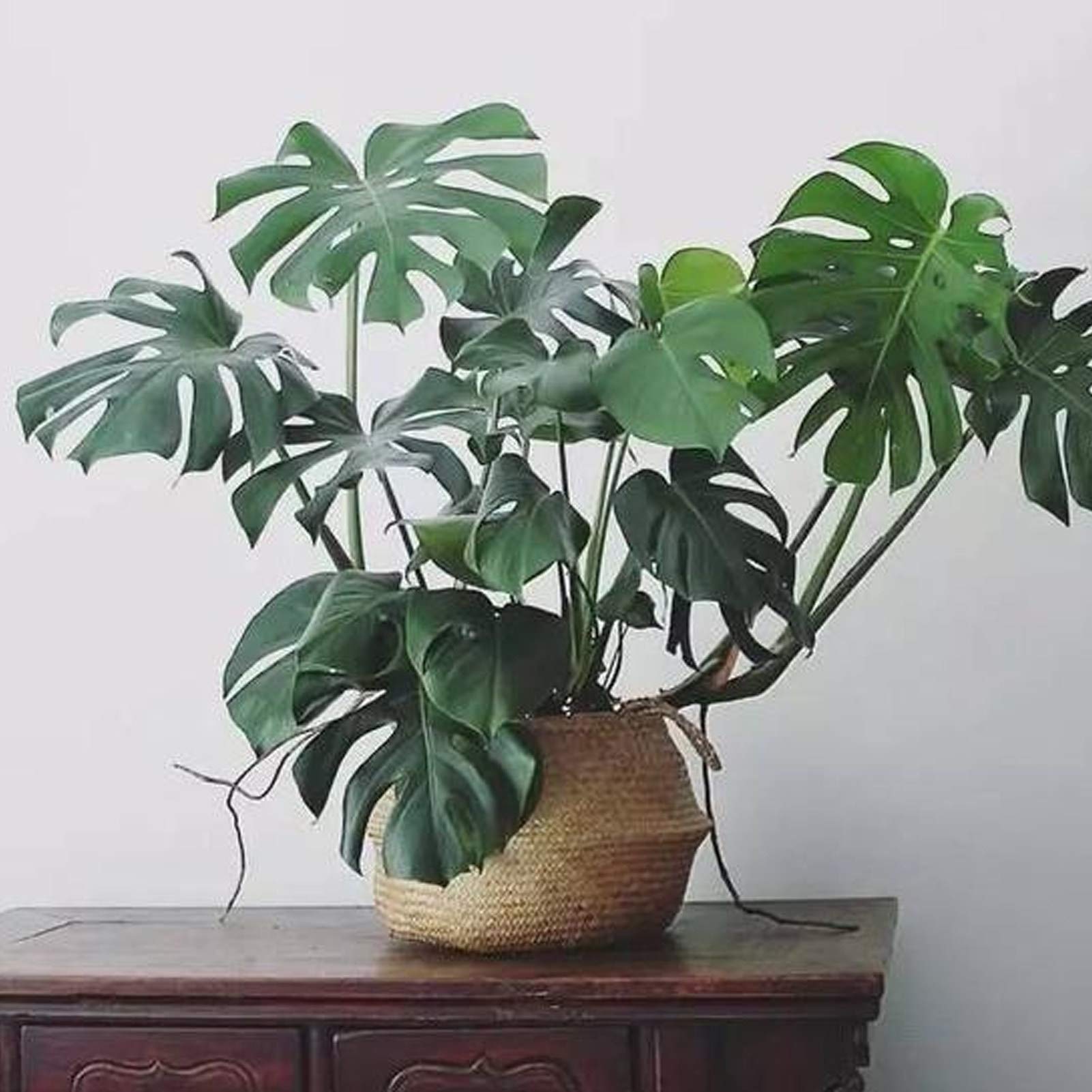 Samen fr Pflanzen, 10 Stck/Beutel Monstera-Samen, frische voller  Vitalitt, grne Split-Bltter-Pflanzensamen fr Zuhause  Monstera-Samen :  Amazon.de: Garten