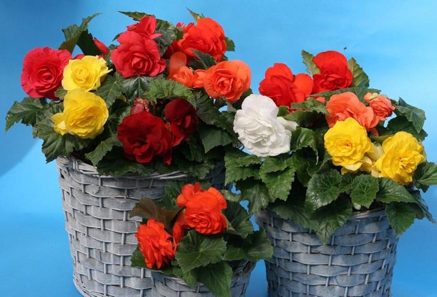 Amazon.com : CEMEHA SEEDS - Seeds Wax Begonia Mix Large Flower