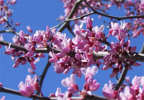 Miniatura 3 de Semillas de árbol de plantas raras Cercis Occidentalis 50+ Seeds - Western Redbud Arbusto resistente al frío o árbol ornamental