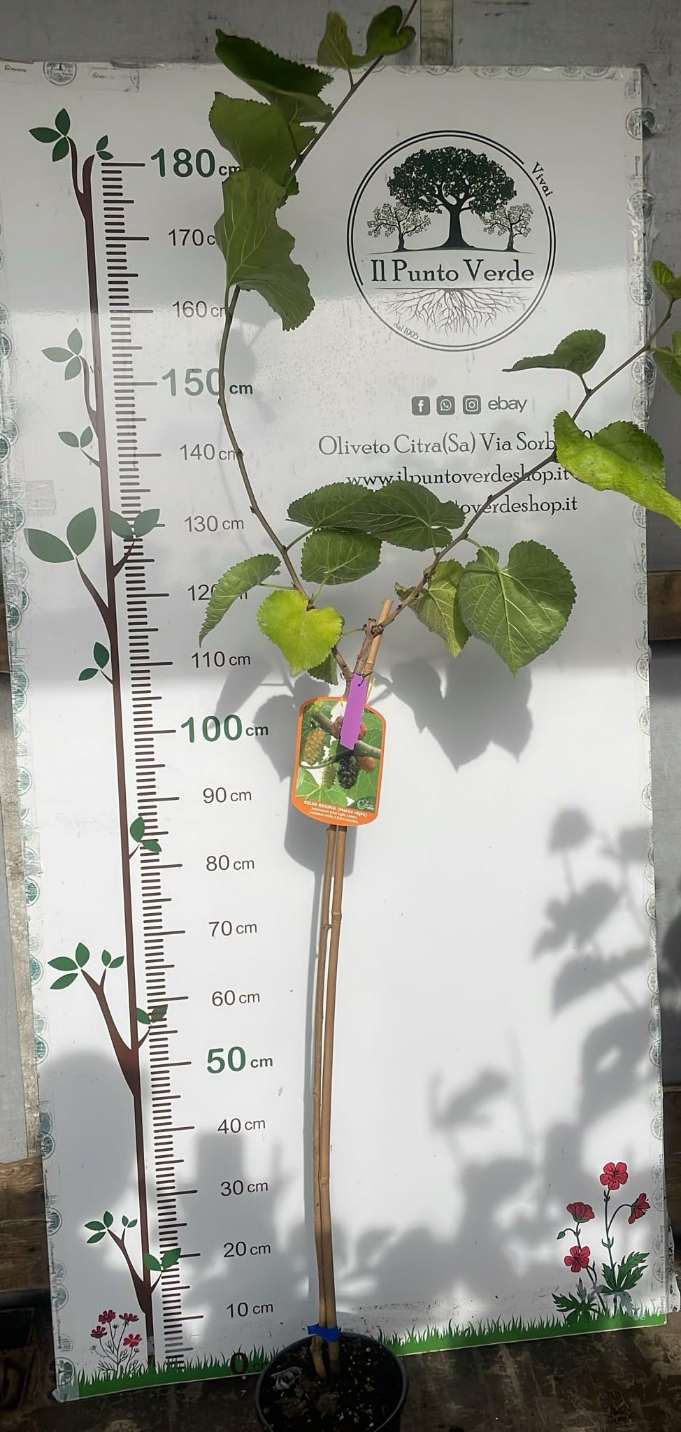 Pianta di Gelso Regina Nero in Vaso da 20 cm