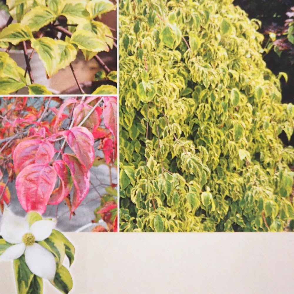 Amazon.co.jp: ITANSE ヤマボウシ クリスティンリプカーズ 4号 1