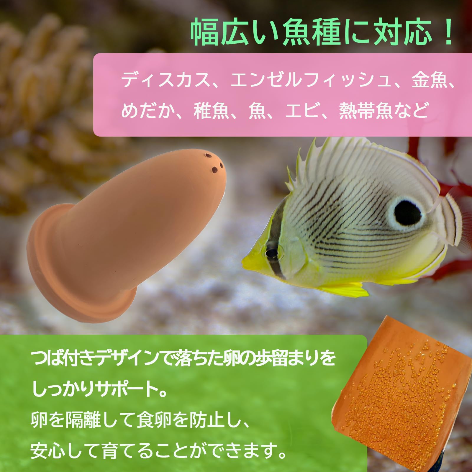 Amazon | TIGRE BLANC 産卵筒 産卵床 産卵 繁殖 飼育 ディスカス