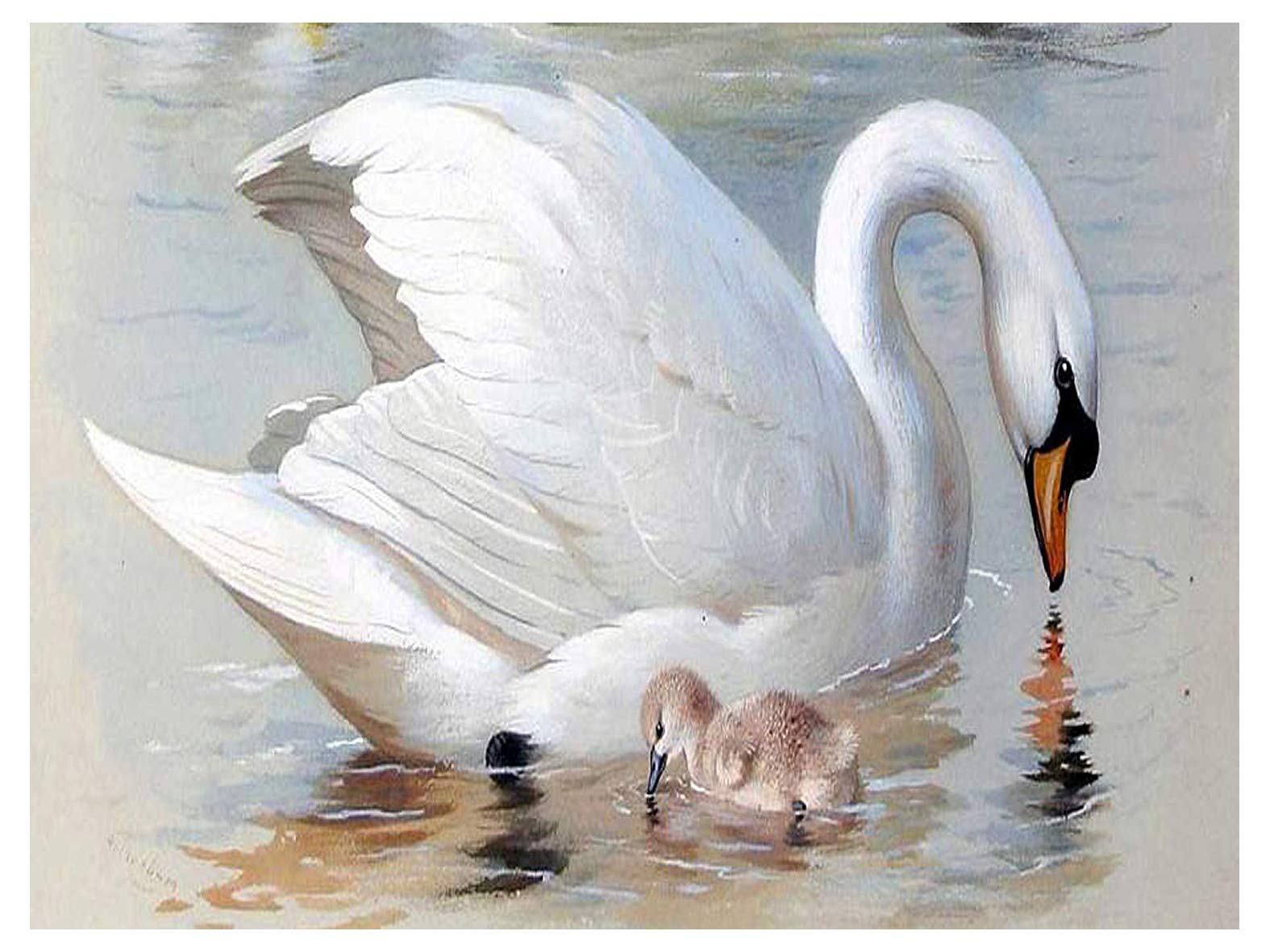 White Swans by Archibald Thorburn Accent Tile Mural Kitchen