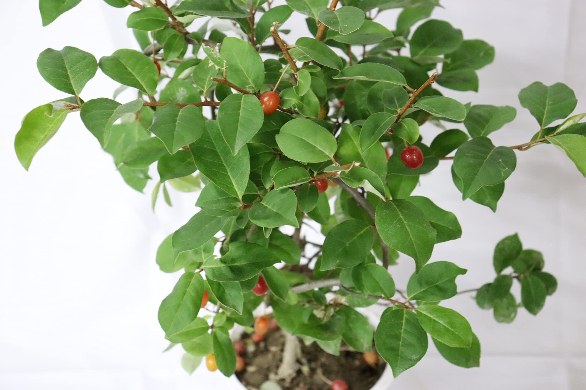 グミの実　5キロ グミの実 5kg 貴重 無農薬 ジャム 茱萸 5キロ