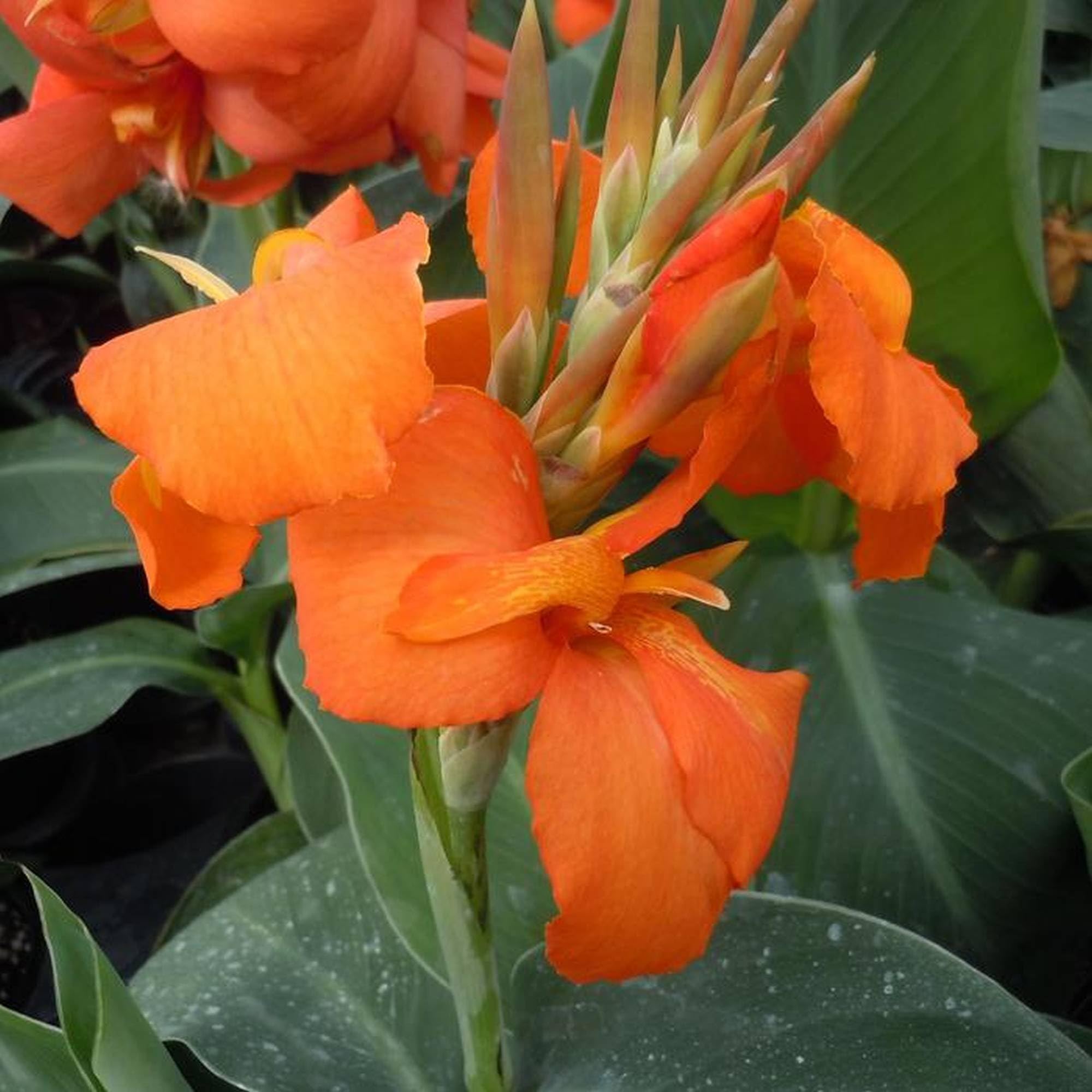 Vivai le Georgiche - Pianta vera di Canna indica "Cannova Orange Shades" Canna x generalis 'Fcaa17' Canna fiorifera, Canna d'India - vaso Ø 14 cm