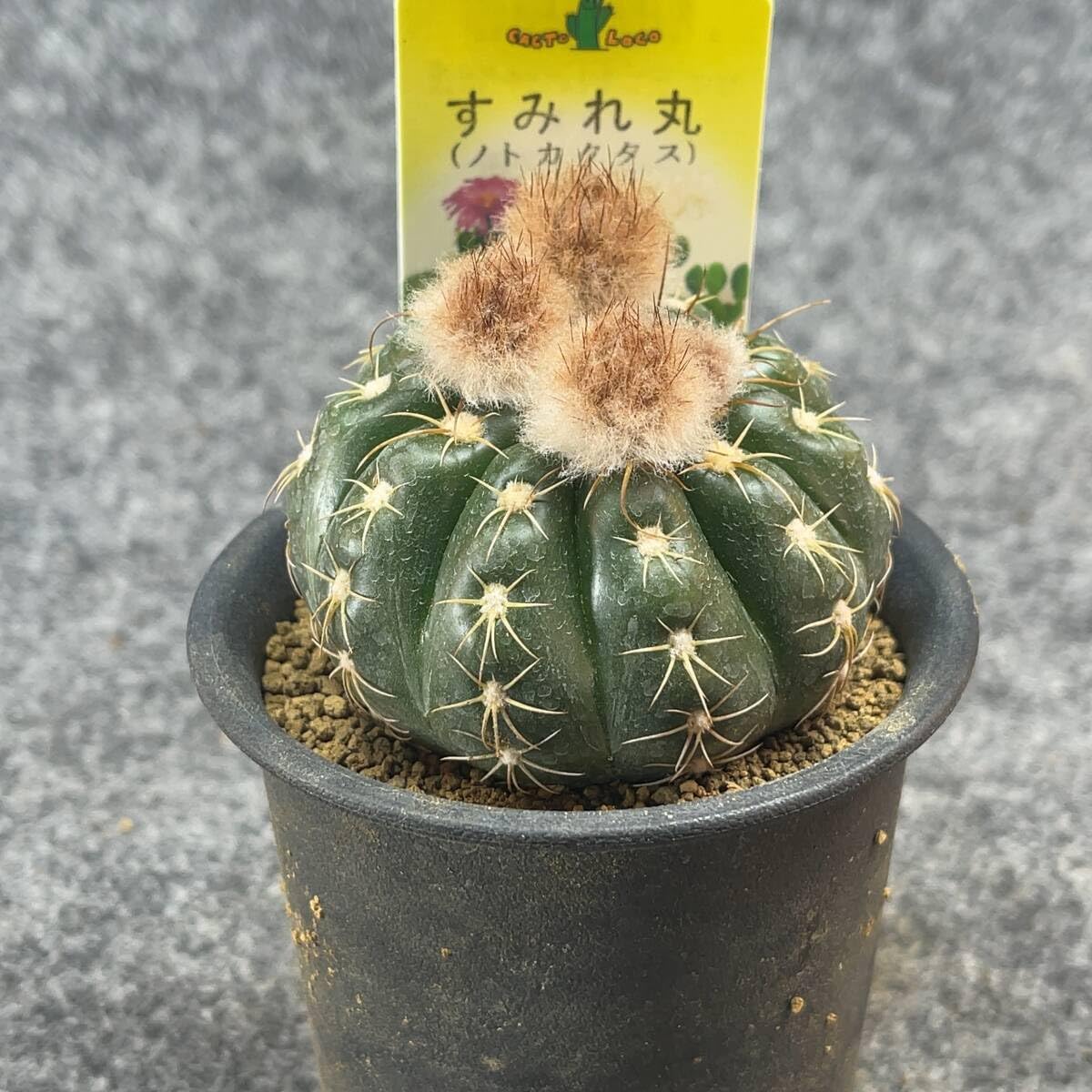 Amazon.co.jp: 鉢ごと発送サボテン 菫丸(すみれ) Notocactus