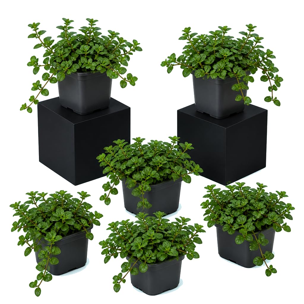 Set de 6 Unidades Mentha Piperita Menta Piperita | DECOALIVE | 25-30 cm de Altura | para Cultivo en Casa