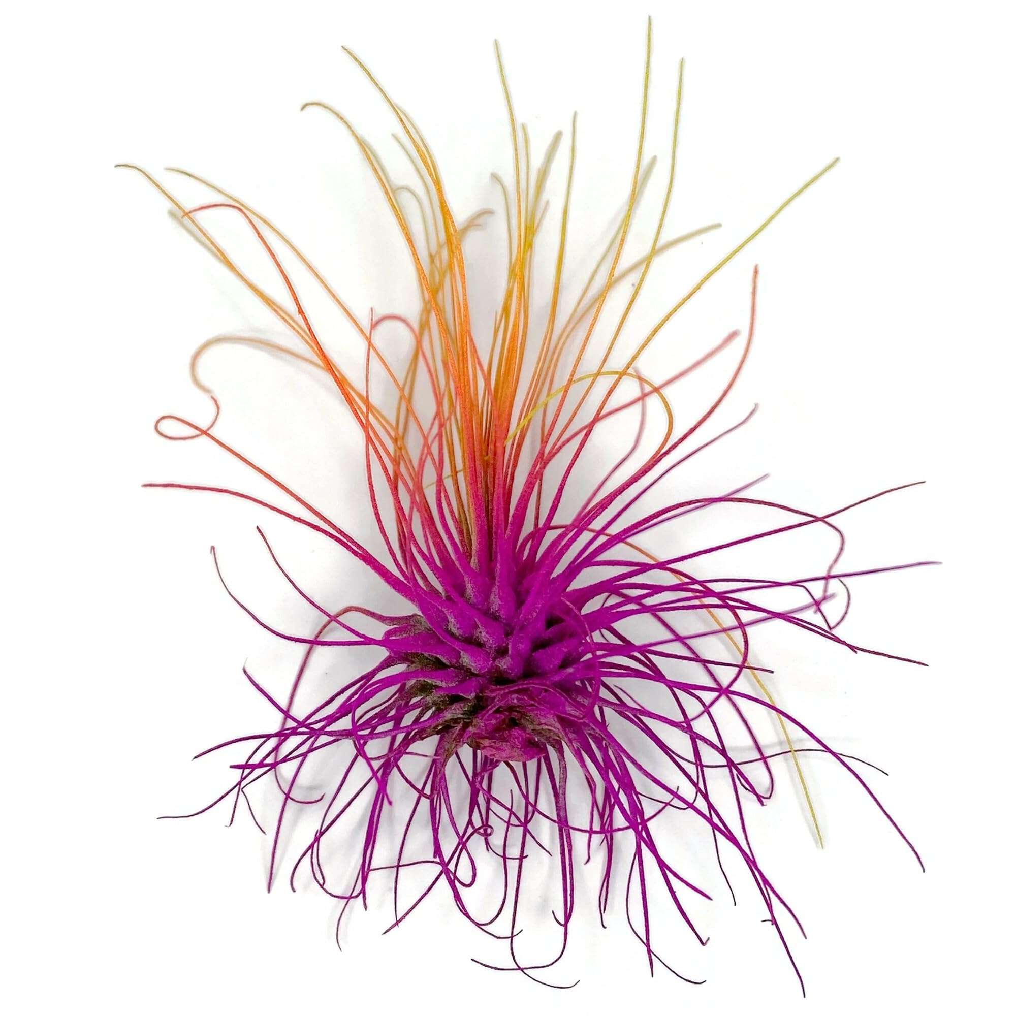 Thin Air Plant, Guatemala Tillandsia Live Airplant, Healthy Arrival Guaranteed, Great Indoor Plant, Home Decor &amp; Gift (Rainbow #3)