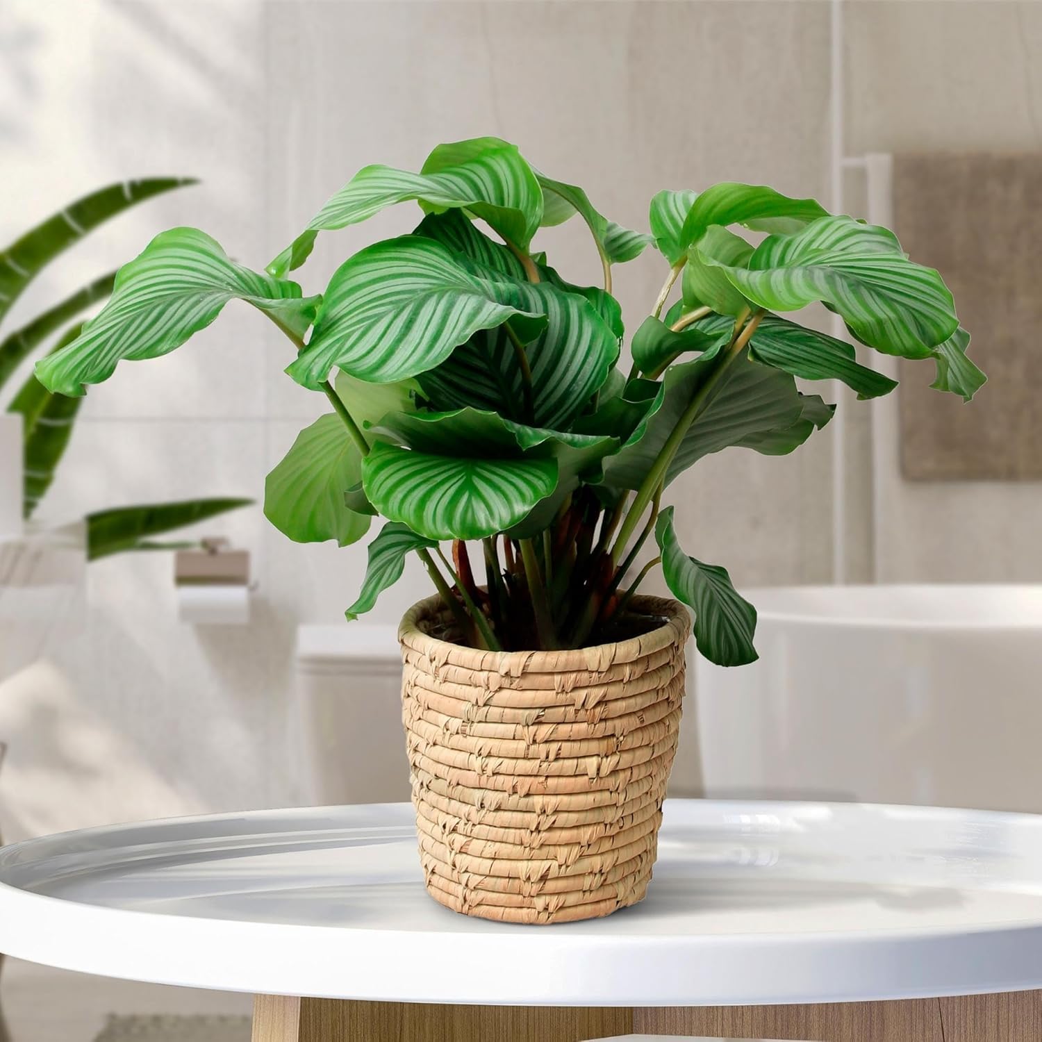 calathea roseopicta cora Calathea Roseopicta online kaufen – MyZimmerpflanze.de