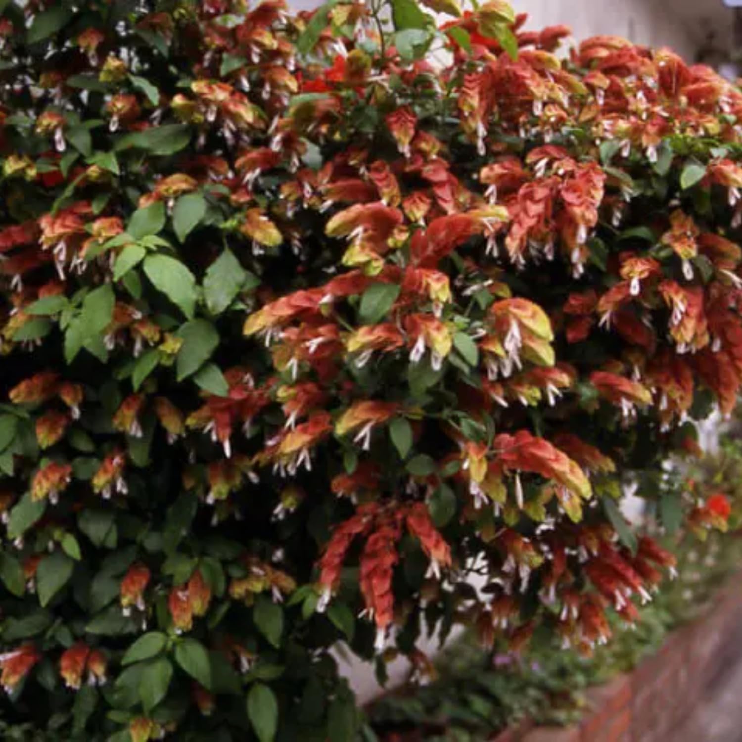 2 Red Shrimp Plants Live, Shrimp Live Plants, Justica Brandegeana Plant, 5 to 7 Inc Long, Live Shrimp Plants for Gardening Indoors and Outdoors