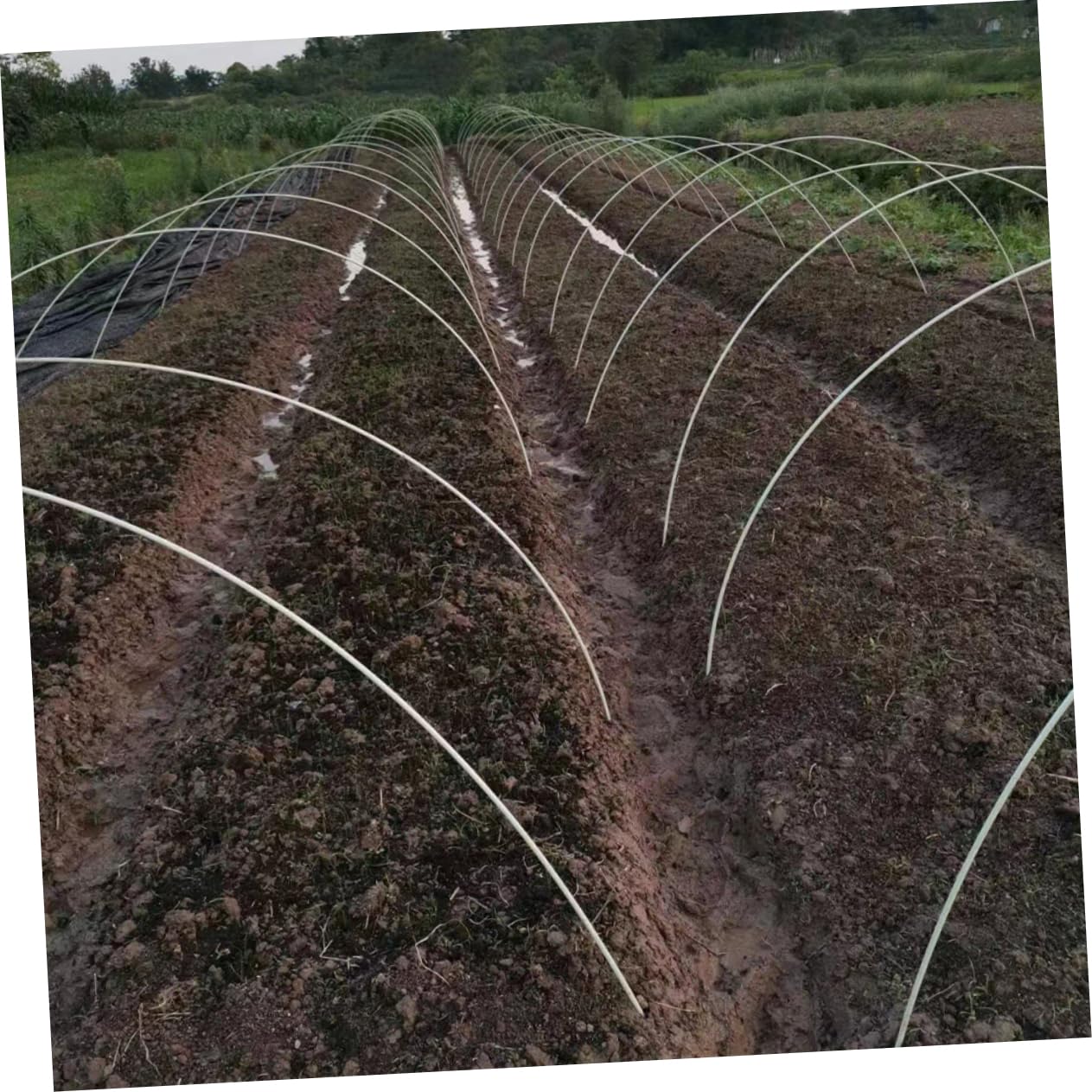 Toddmomy Archi per Tunnel Orto Pieghevoli, Polietilene e Fibra di Vetro | Riutilizzabili, Si Appiattiscono per Riporli, Supporto per Grandi Piante, Cerchi da Giardinaggio
