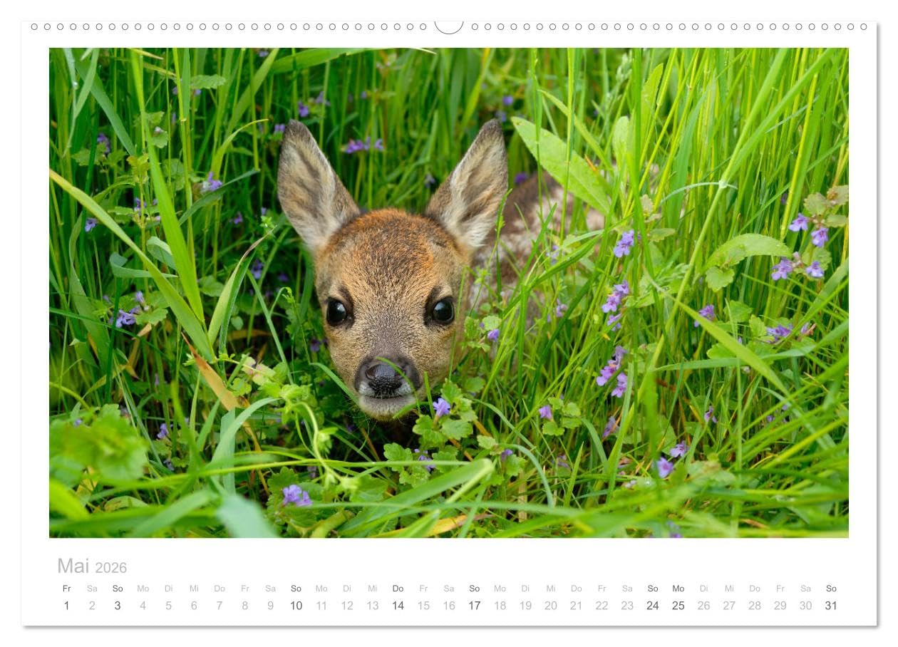 Rehwild 2026 (hochwertiger Premium Wandkalender 2026 DIN A2 quer), Kunstdruck in Hochglanz