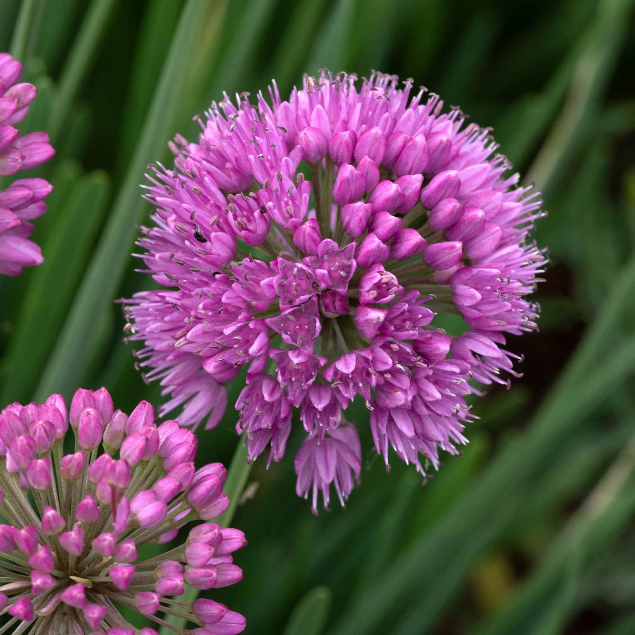 Allium 'Serendipity' 9cm