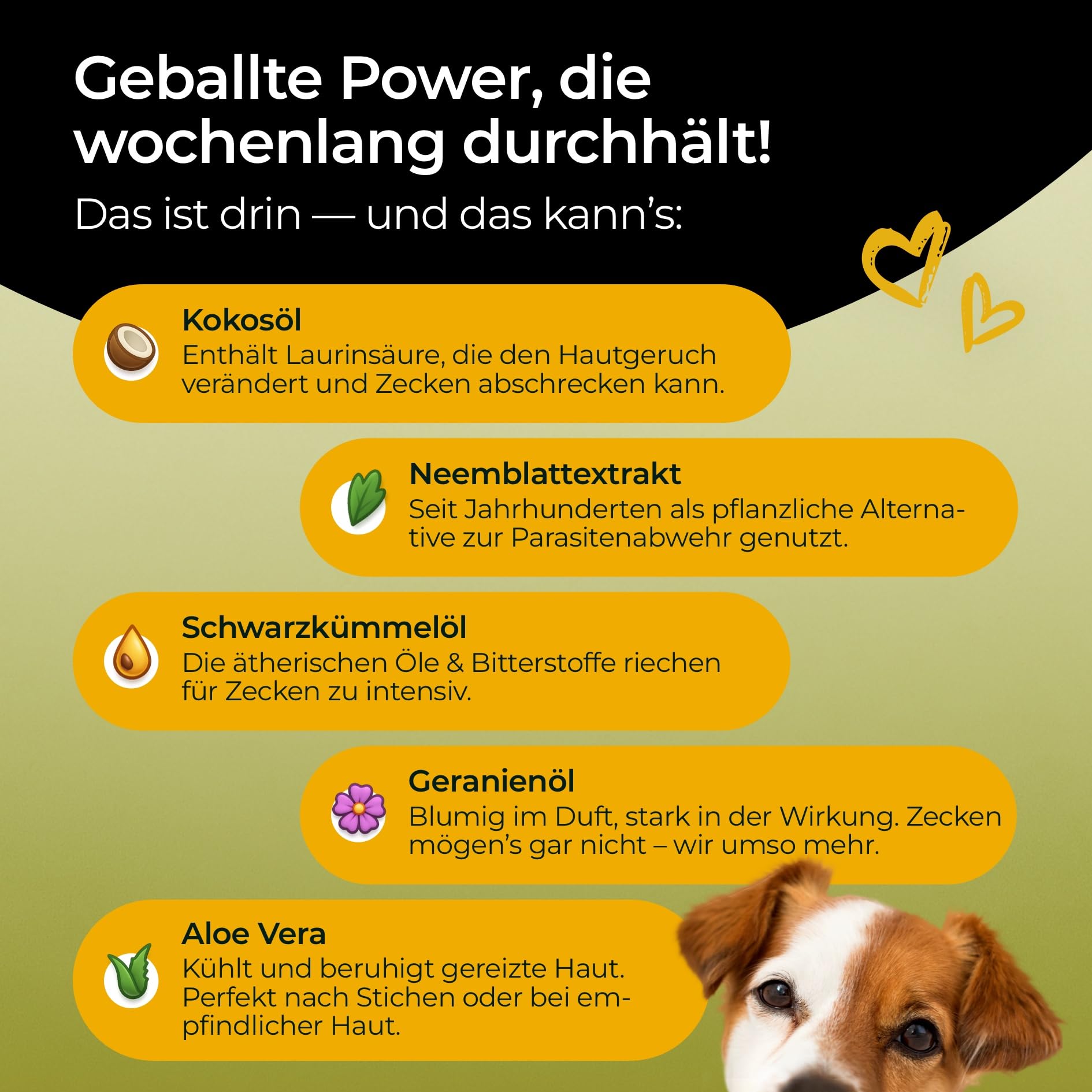 Zecken Tinktur 50 ml - Repellent Gegen Zecken - Insektenschutz Hund - Ätherische Öle Gegen Zecken, Flöhe, Milben & Mücken - Made in Germany