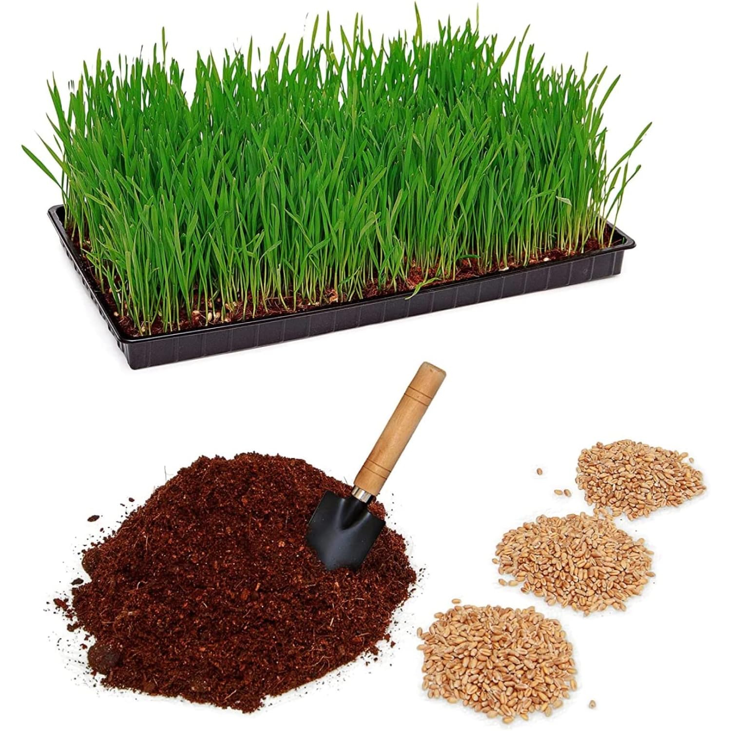 Pfotenolymp® Juego de plantación de hierba para gatos con cuenco de plástico, para gatos – Set de plantación listo con semillas y tierra, DIY – Tierra de coco