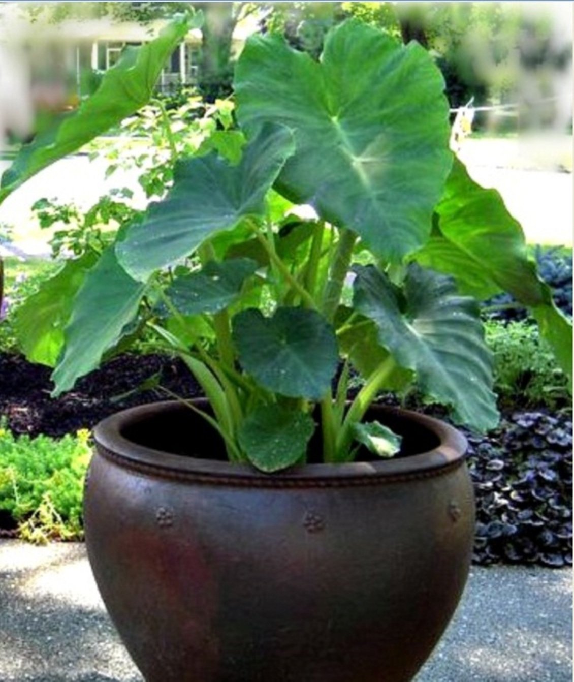Mall~Kerala Mall~Kerala 5 Bulbs Of Colocasia Esculenta Elephant Ear Taro Plants For Growing Propagation, Small (B078Q9244V) Amazon Price History, Amazon Price Tracker