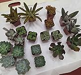 Review Image by Jacob Yoo Jacob Yoo