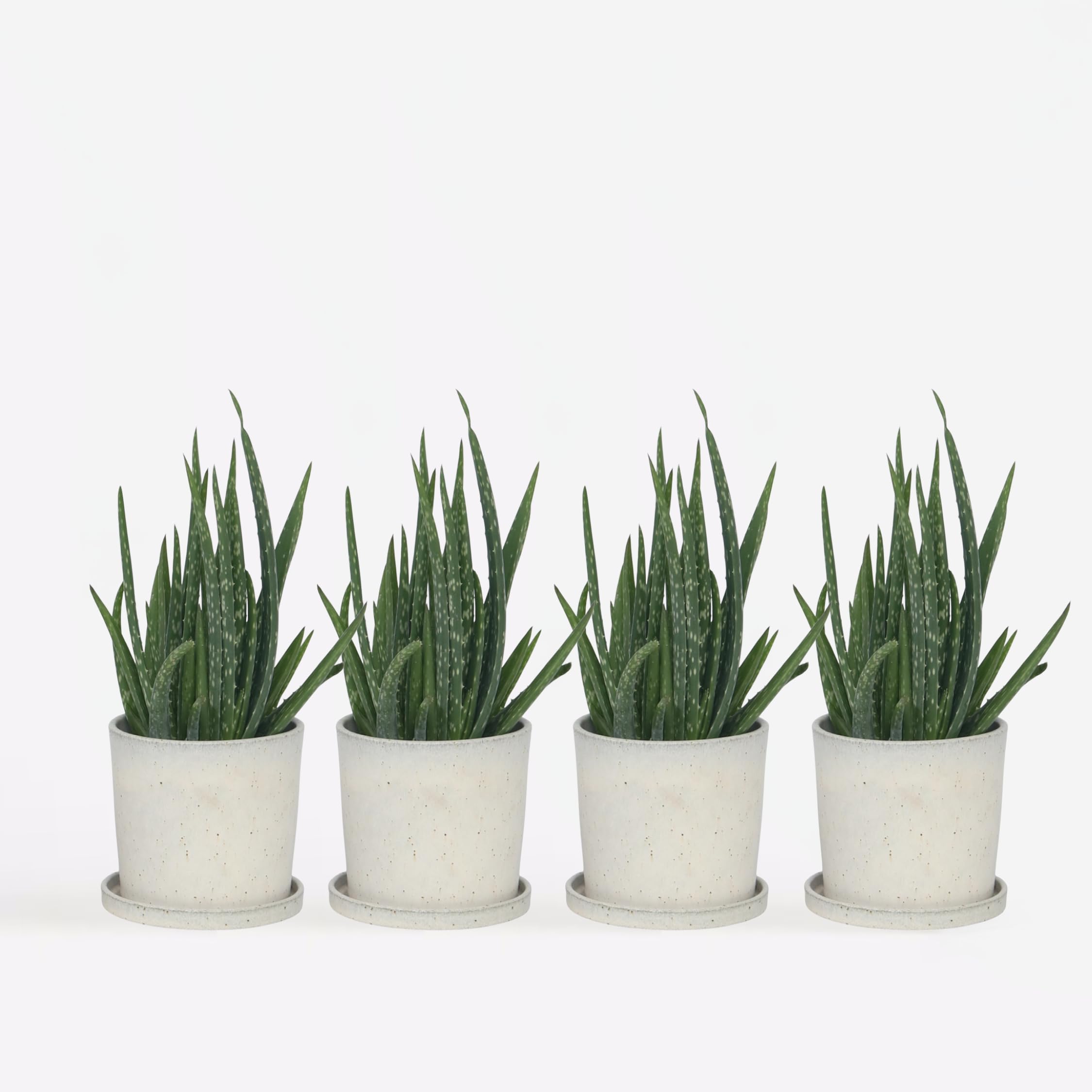 Plant in a Box - Aloe Vera - Set de 4 - Plante d'intérieur - Succulents - Pot 10,5cm - Hauteur 25-40cm