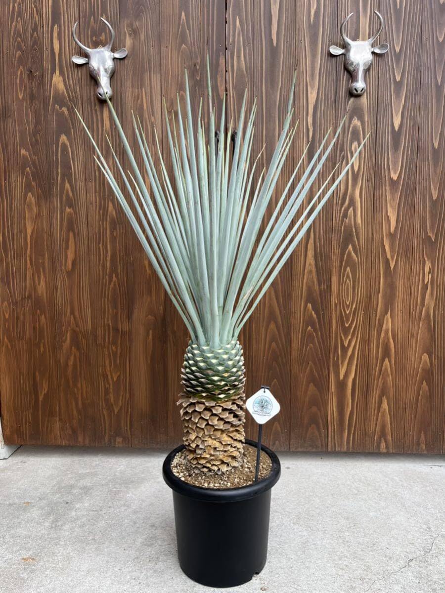 イ*ン様 マルデヌベスver.リギダ マルデヌベスver.リギダ