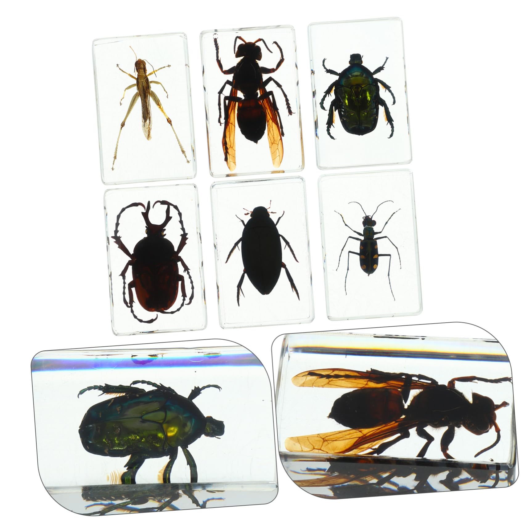 6 Piezas De Espécimen De Insecto Colección De Insectos Preservados De Resina Insectos De Resina Insectos En Resina Colección De Insectos En Resina Adorno De Insectos