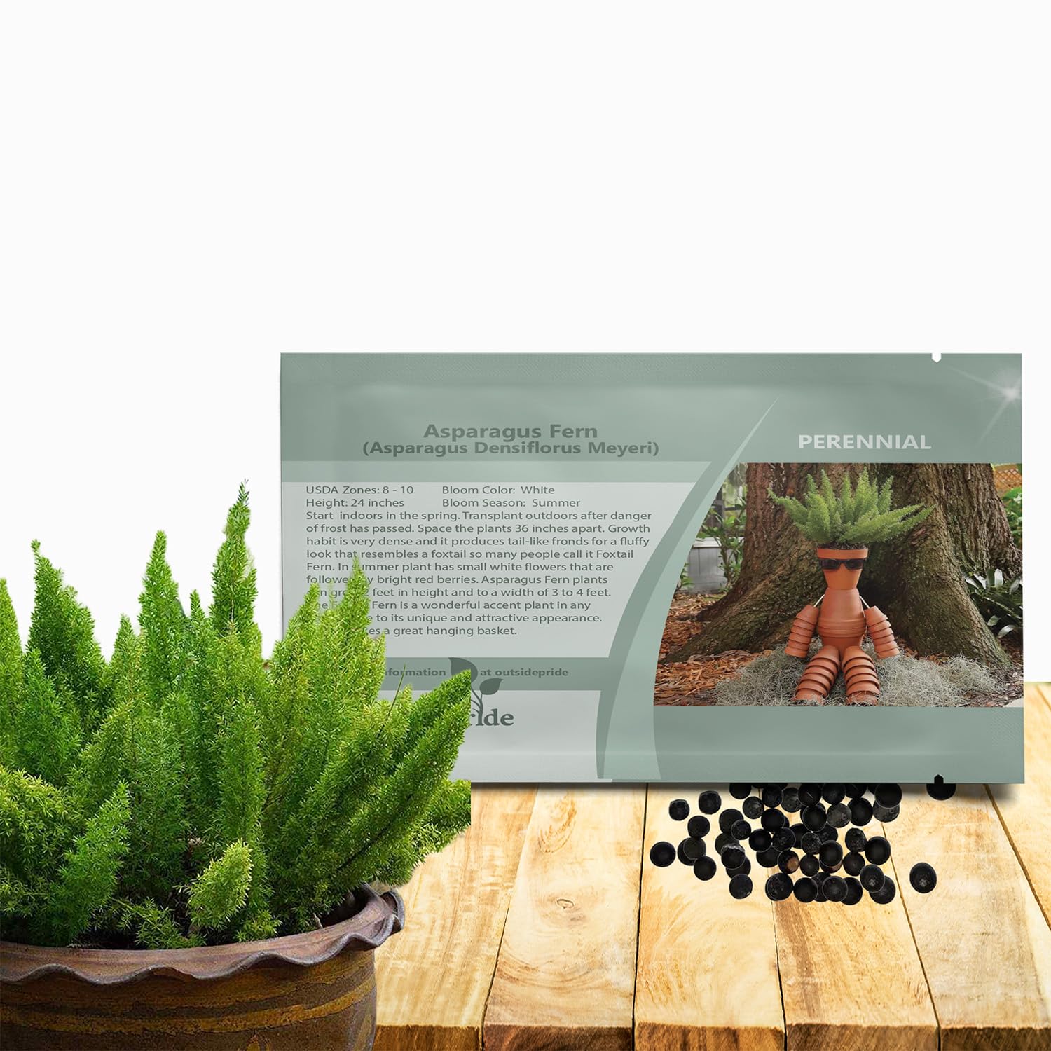 Outsidepride Meyeri Asparagus Fern Seeds - 20 Pcs. Perennial, Easy to Grow & Pollinator Friendly, Flower Seeds for Planting Evergreen Feather-Like Stems for Hanging Baskets & Summer Gardens