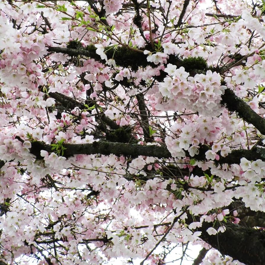 値引きしました‼️BLOSSOM Xplore 85 Amazon.com : Okame Cherry Blossom Plant - Japanese Cherry