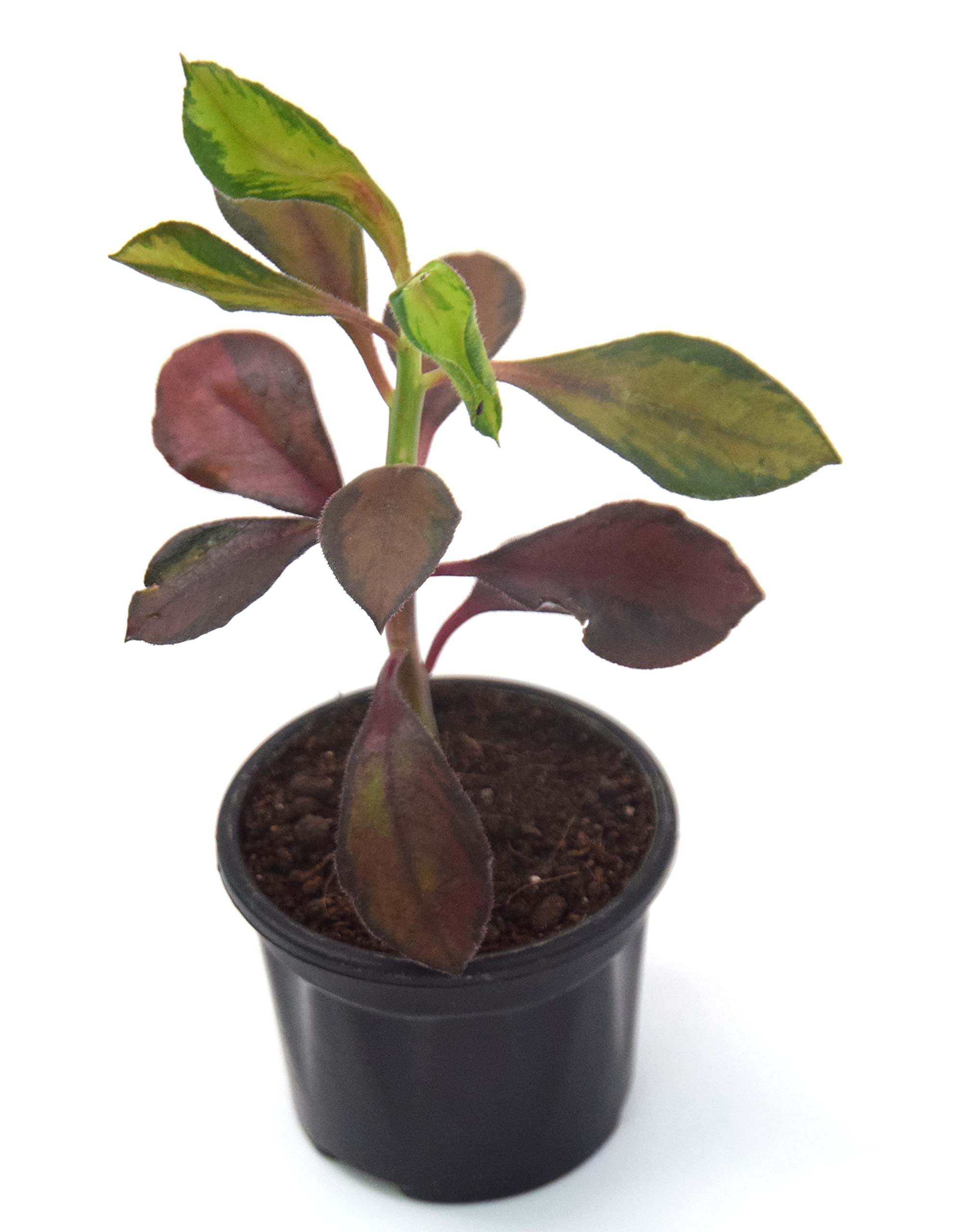 Euphorbia grantii, Euphorbia umbellata Live Plant by Veryhom (B09YRRHWKH) Amazon Price History, Amazon Price Tracker