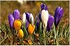 Premium Saffron Bulbs Simple to Grow – Perfect for Gardens, Cut Flowers & Enchanting Displays Winter Hardy Crocus Sativus -3 Bulbs-C