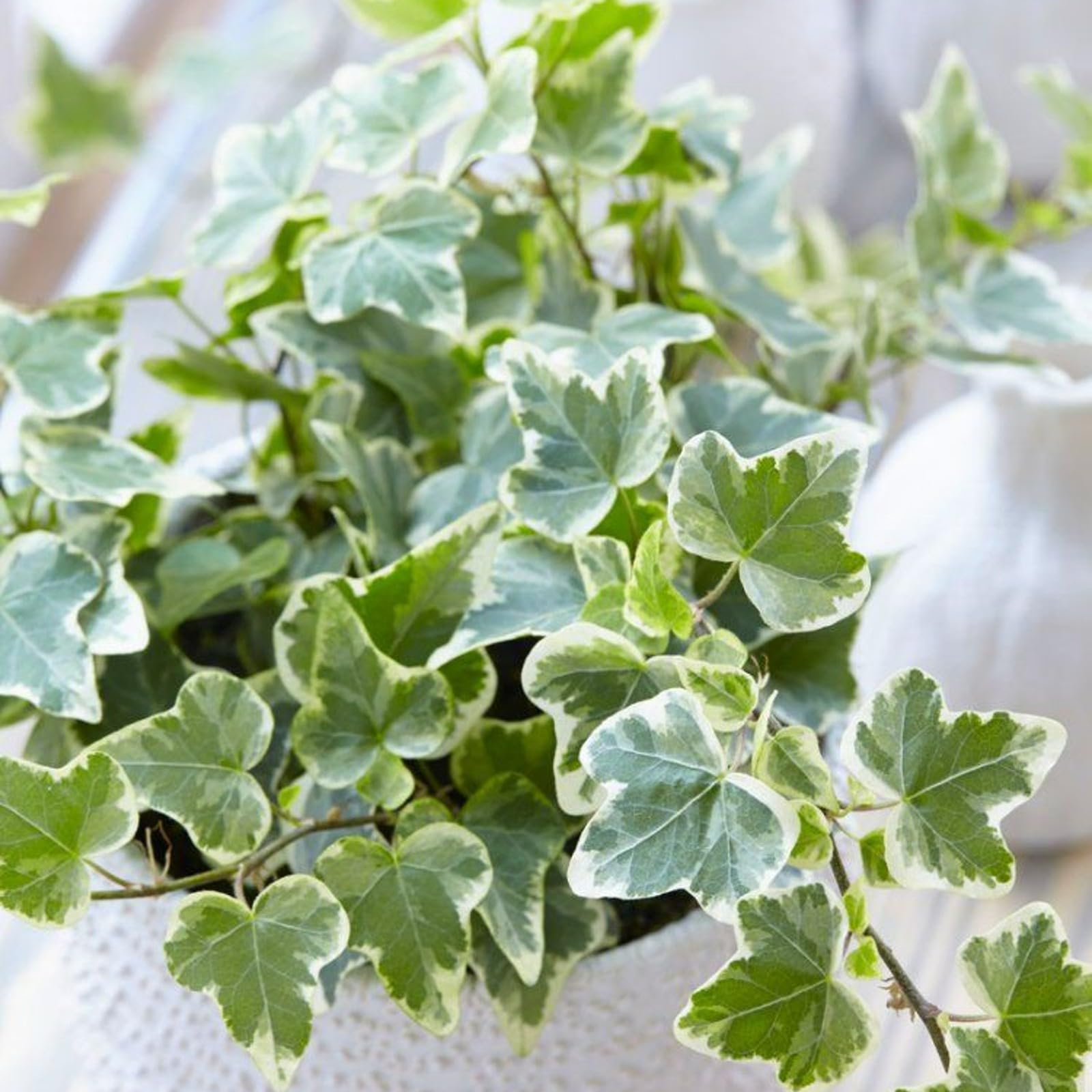 Carbeth Plants - Indoor Plants - Build Your Own Houseplant Collection - 7cm to 9cm Pots - White Wonder Ivy - Hedera Helix Plant in 9cm Pot — image 1