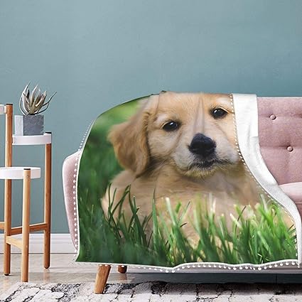 Amazon Co Jp ゴールデンレトリバー犬 毛布 シングル ブランケットフランネル ふんわり あったか 柔軟軽量 洗濯可能 静電防止 抗菌防臭 オールシーズン 洗える ホーム キッチン