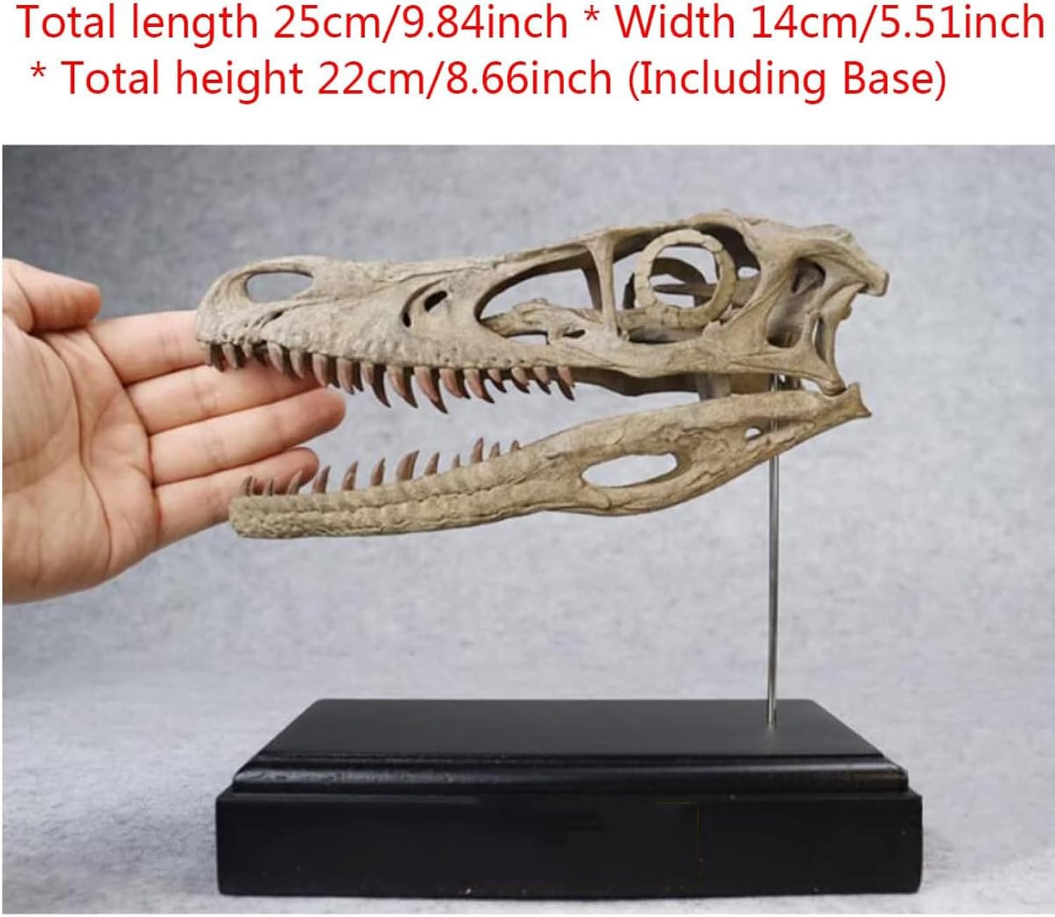 Velociraptor Skull Model - Resin Fossils, for Raptor Skull Home Bar Decor Collection Statue Teaching Prop