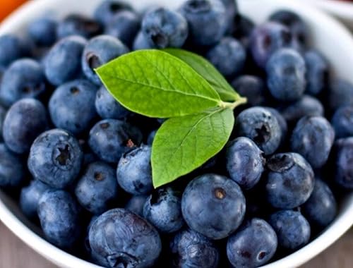 Miniatura 2 de Más de 50 semillas de arándanos Plantas de reliquia Semillas de bayas Home Garden Bonsai