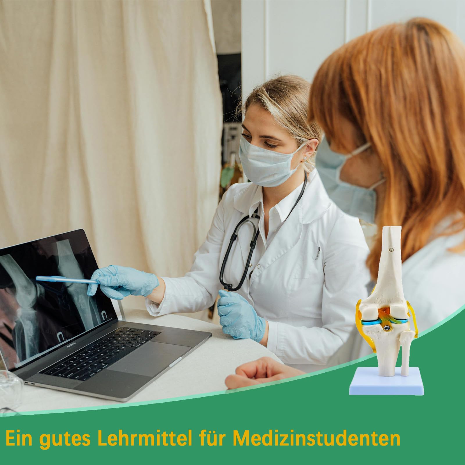 Anatomie Kniegelenk Modell 1：1 Lebensgroßes Modell Medizinisches Studienwerkzeug mit detaillierten Knochen Bändern und Knorpel
