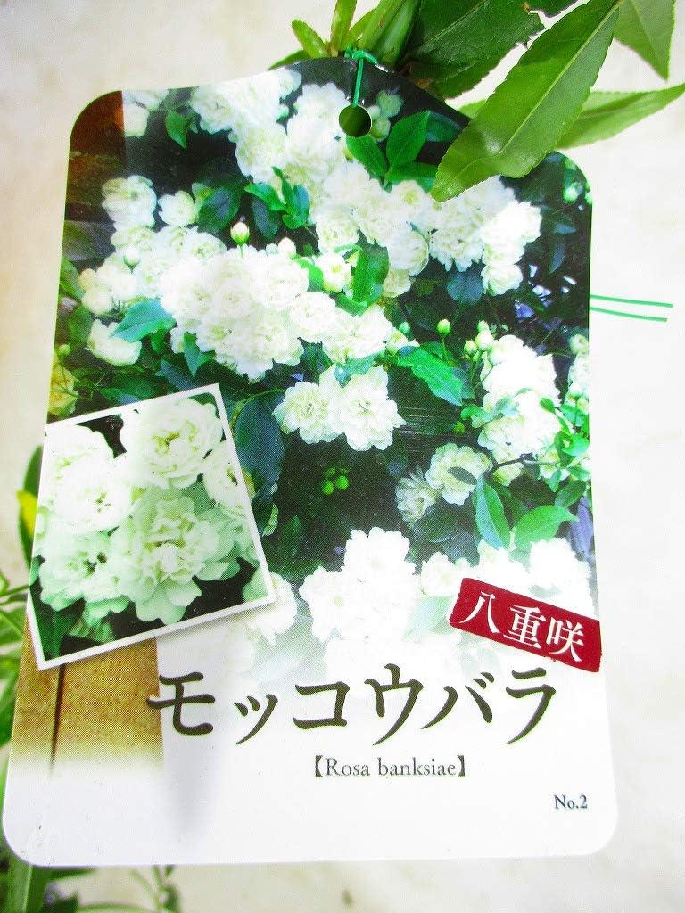 並行輸入品 大きい 白八重 モッコウバラ 9ｃｍロングポット苗 Www Anavara Com