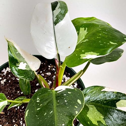 Miniatura 3 de Philodendron Plant Prince of Orange - Planta viva de 3 pulgadas, adornos para plantas de interior, plantas perennes, cultivo de jardín, puede crecer
