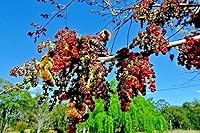 Vista 2 de 10 Semillas - Pistache de pistacho chino Pistacia chinensis Semillas de árbol Planta Bonsái resistente