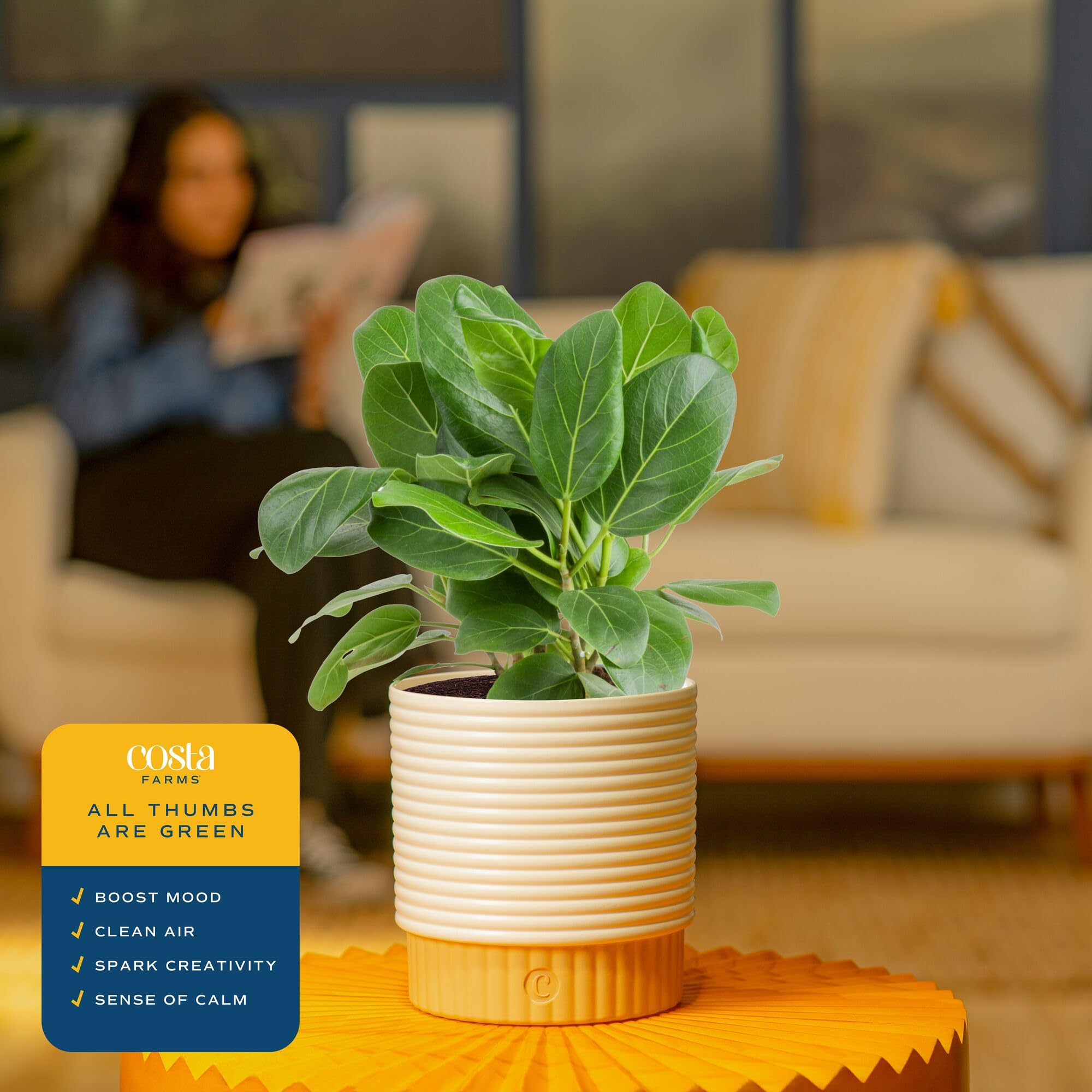 cheap plant stands indoor 6-Tier Wood Plant Stand - White Oak Home Goods – The White Oak Collection