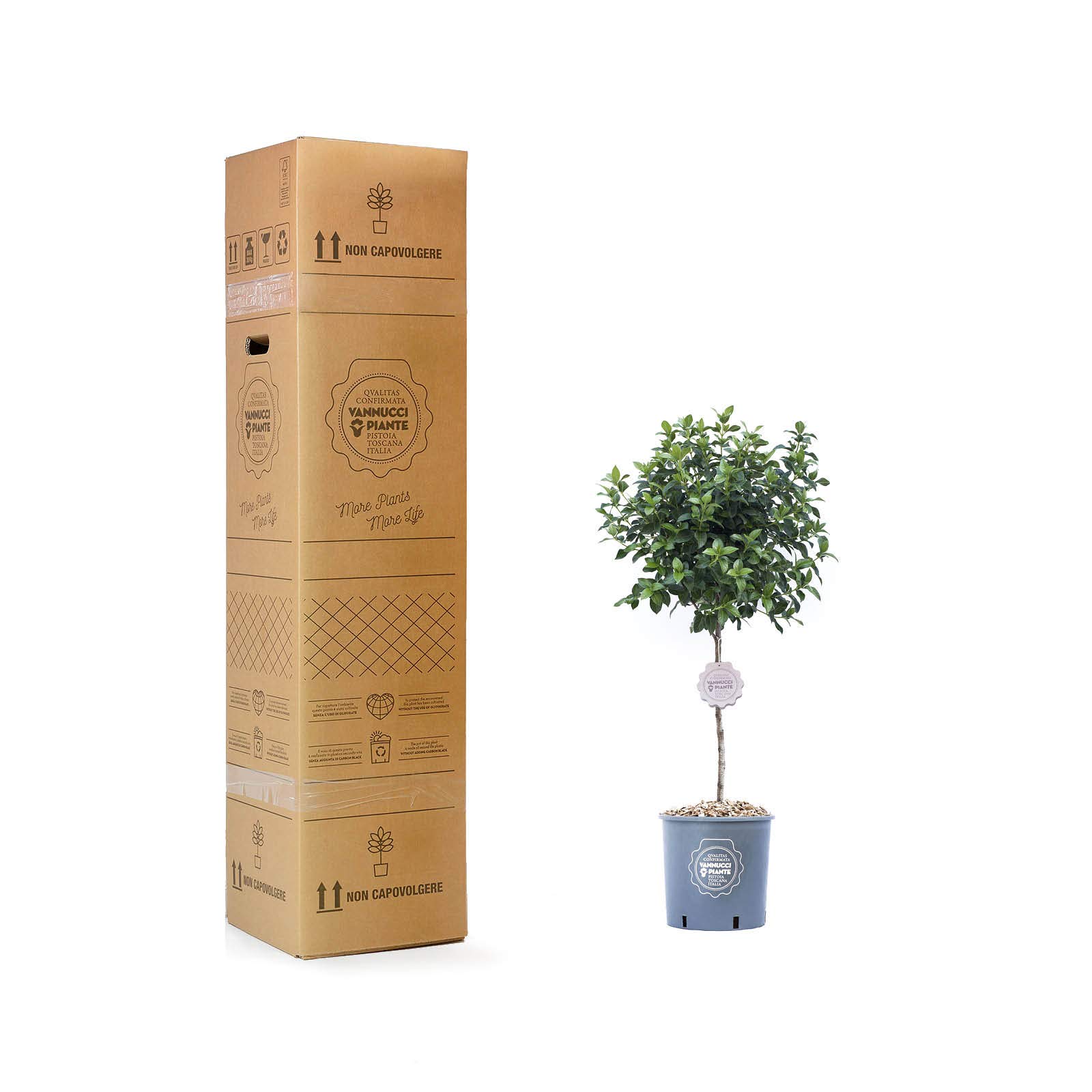Vannucci Piante - Viburnum Eve Price, Mini alberetto, Lentaggine Eve Price, Viburno, Pianta vera in vaso, Pianta da terrazzo