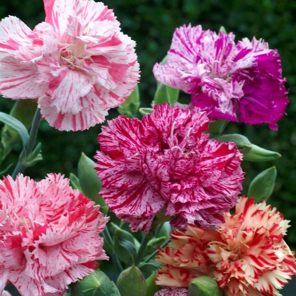 Outsidepride Dianthus caryophyllus Carnation Chabaud Picotee Cut Flower Seed Mix - 2000 Seeds