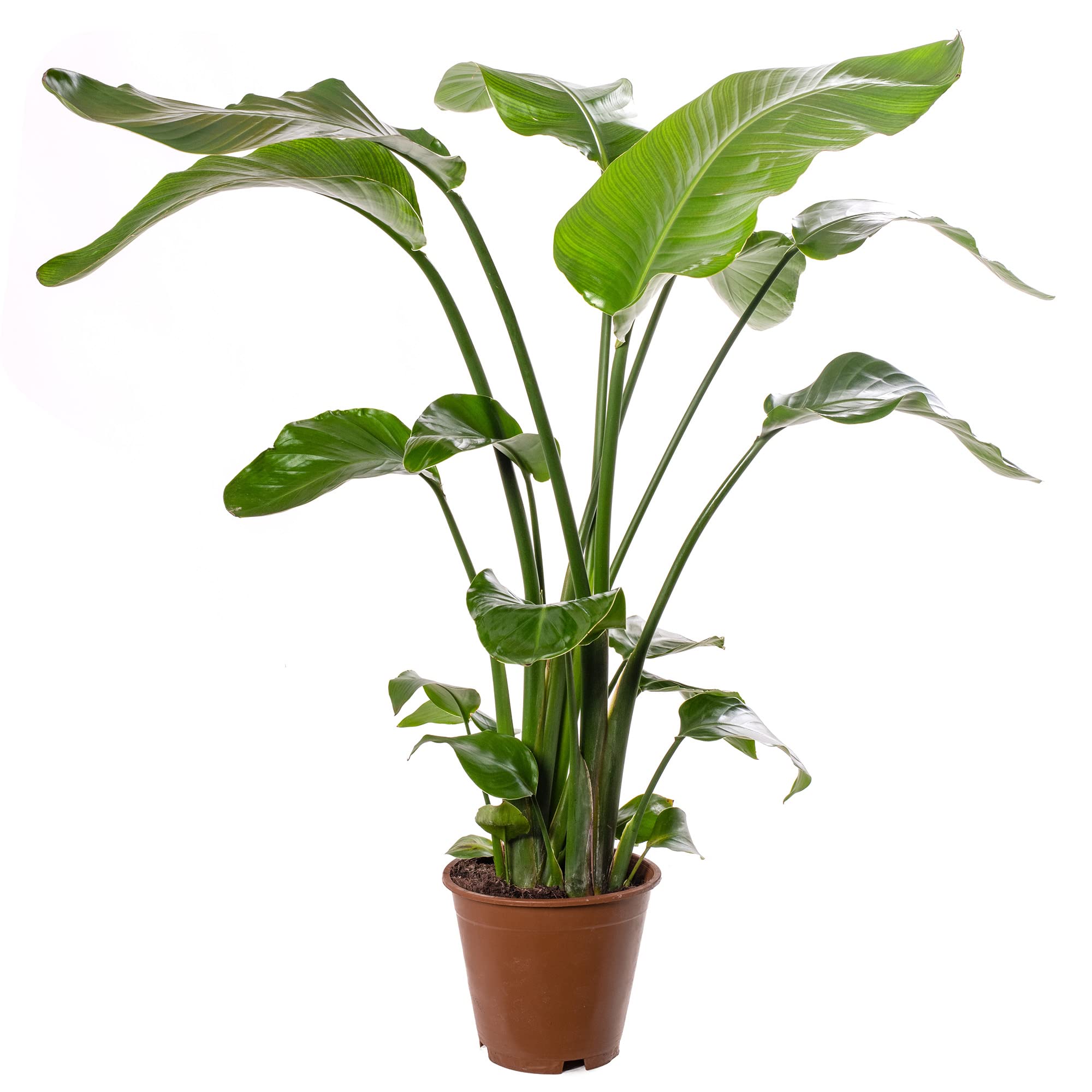 Strelitzia Nicolai, grande pianta da interno, vera sempreverde, alta e esotica.