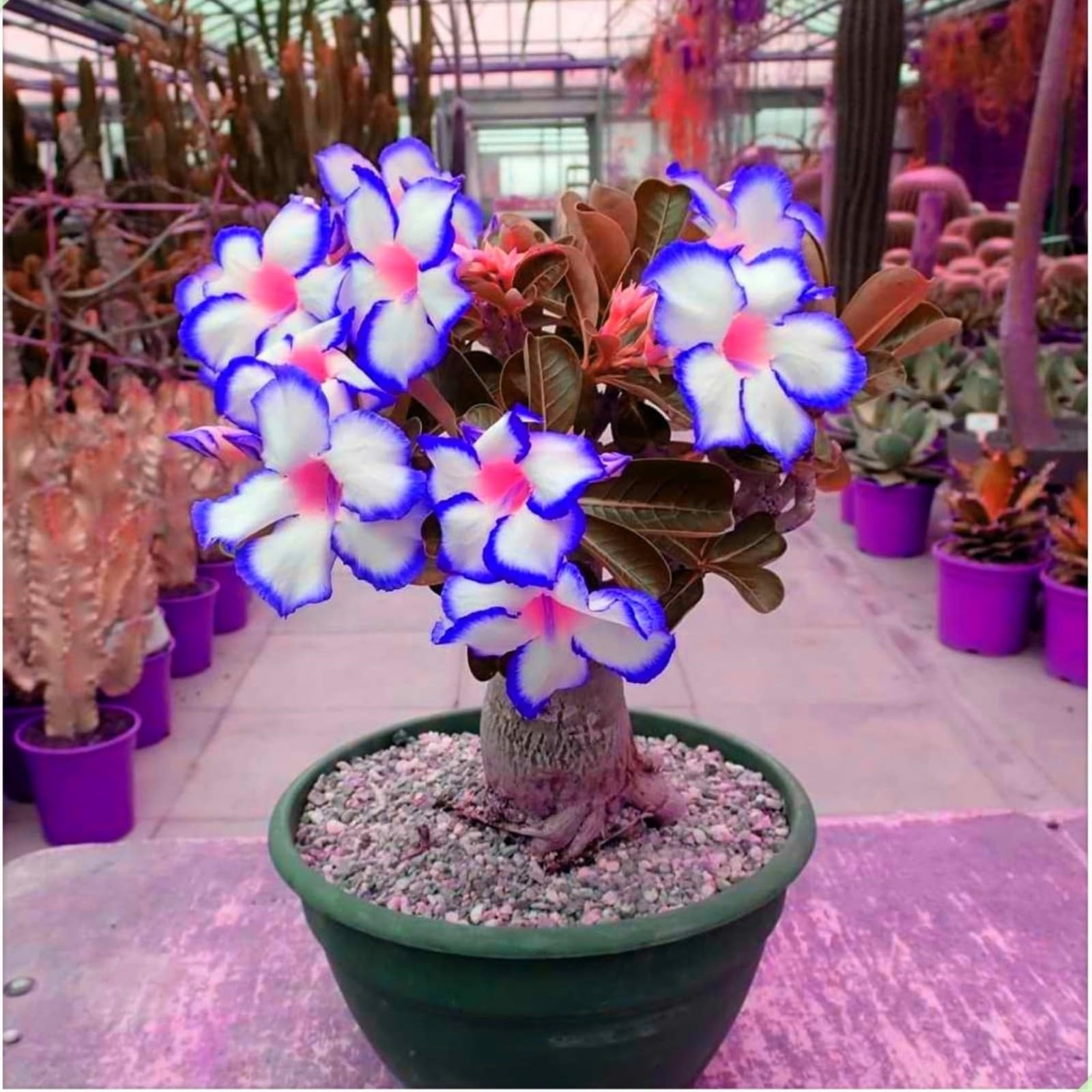 Desert Rose Bulbs for Planting Now UK Ornamental Perennial Natural Organic Unique Good for Containers Cold-Resistant Easy Plant Greening Flower Excellent Display-1bulb-K — image 1