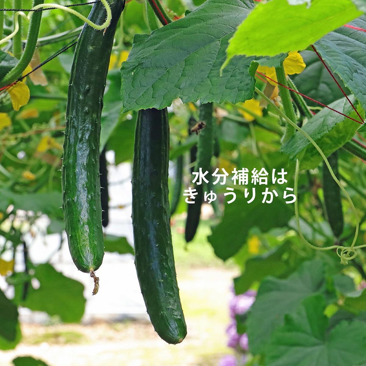 Amazon.co.jp: 国内産 きゅうり 3本 : 食品・飲料・お酒