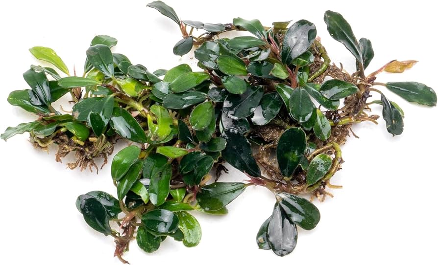 Amazon.com: SubstrateSource Bucephalandra Brownie Blue Live