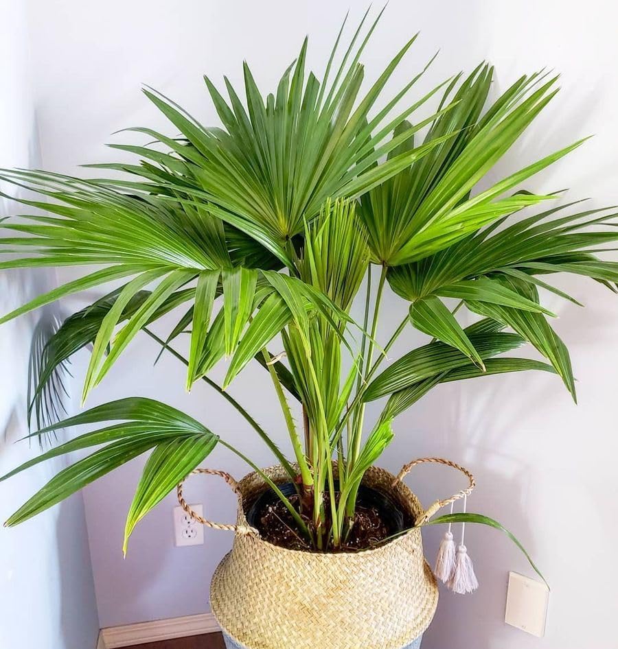 Miniatura 4 de Semillas de palmera china (Livistona chinensis) Árbol perenne de interior para plantar