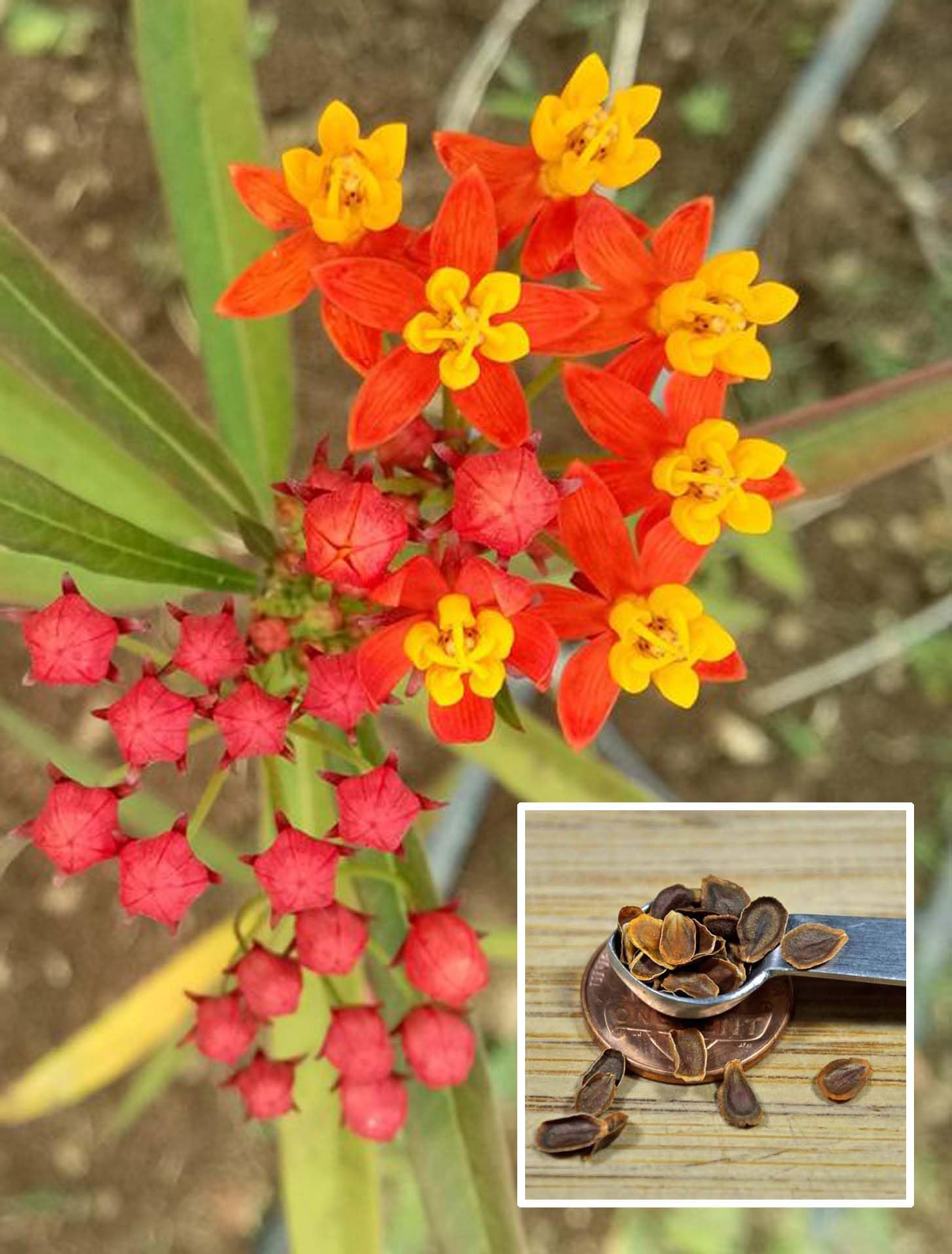 bloomaura- Tropical Milkweed/haldi kumkum Seed/Asclepias curassavica (25 seeds) (B0DFVNG4WR) Amazon Price History, Amazon Price Tracker