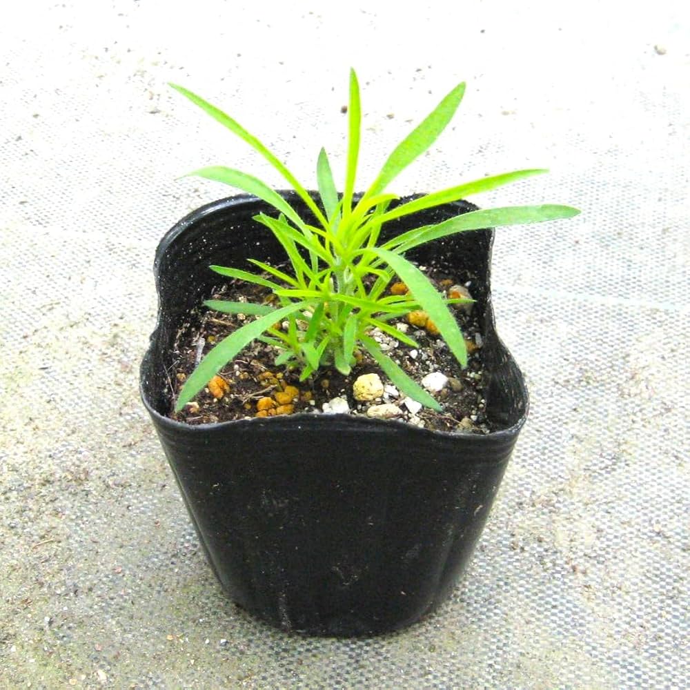 Amazon | コキア 苗 3寸 1株 はなみどり | 草