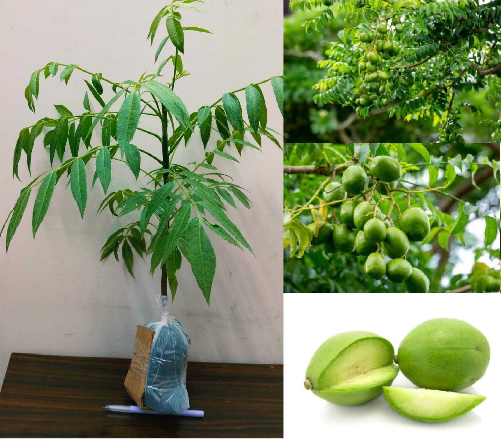 hog plum