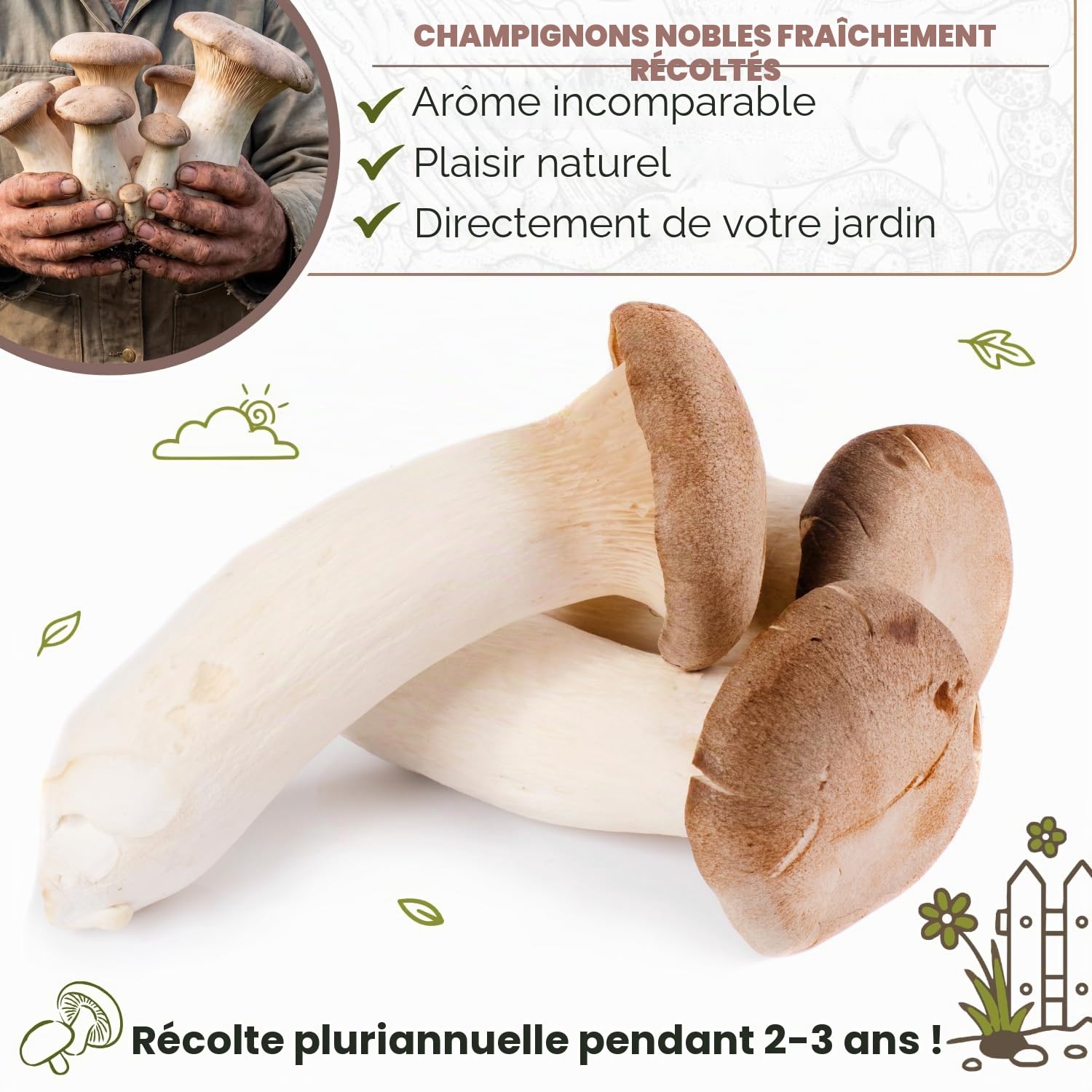 Hawlik Pilzbrut - Kit de champignon pleurote de panicaut - Facile à cultiver soi-même dans votre jardin - kit champignons à faire pousser - idéal pour le jardin