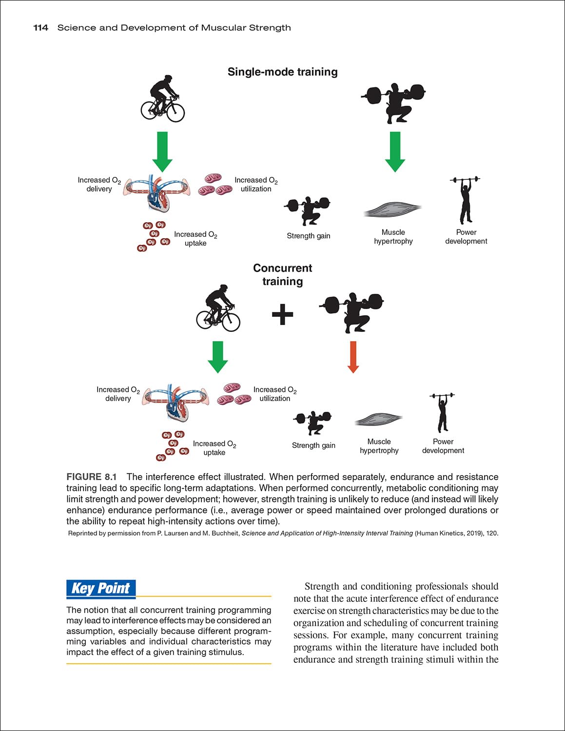 Science and Development of Muscular Strength